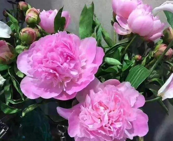 牡丹花|3款值得盆栽的“长期花”,年年开花200多天,花朵个大色泽艳丽