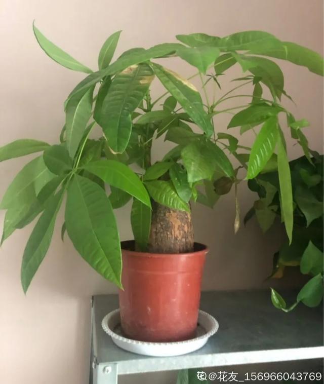 家里养盆虎皮兰，小花盆、挤着养，疯狂开花爆小崽！