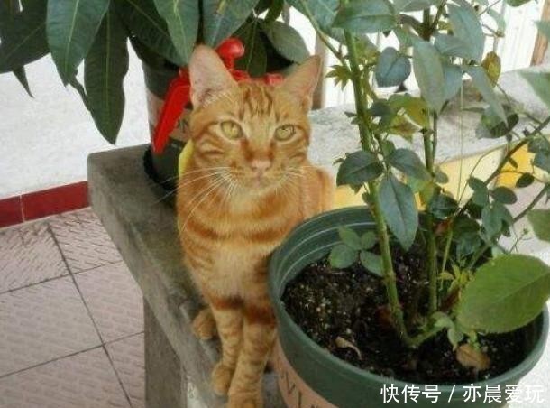 鸡蛋壳|自己制作养花肥料，没那么难，三样东西到处都是，养花不错