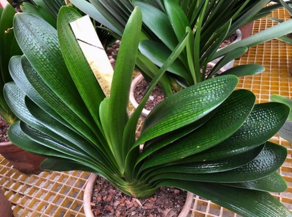 君子兰有“四爱”知道么这是养好它的关键,也能轻松养开花