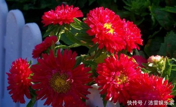 菊花|喜欢菊花，不如养盆“稀世名菊”大红芍药，花开似芍药，妩媚端庄
