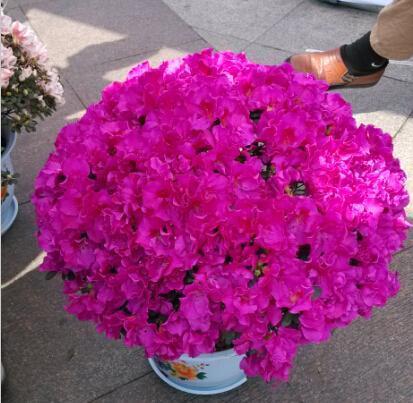 夏季养杜鹃花,有“5个”窍门,不掉一片叶,枝叶茂盛,开花超多