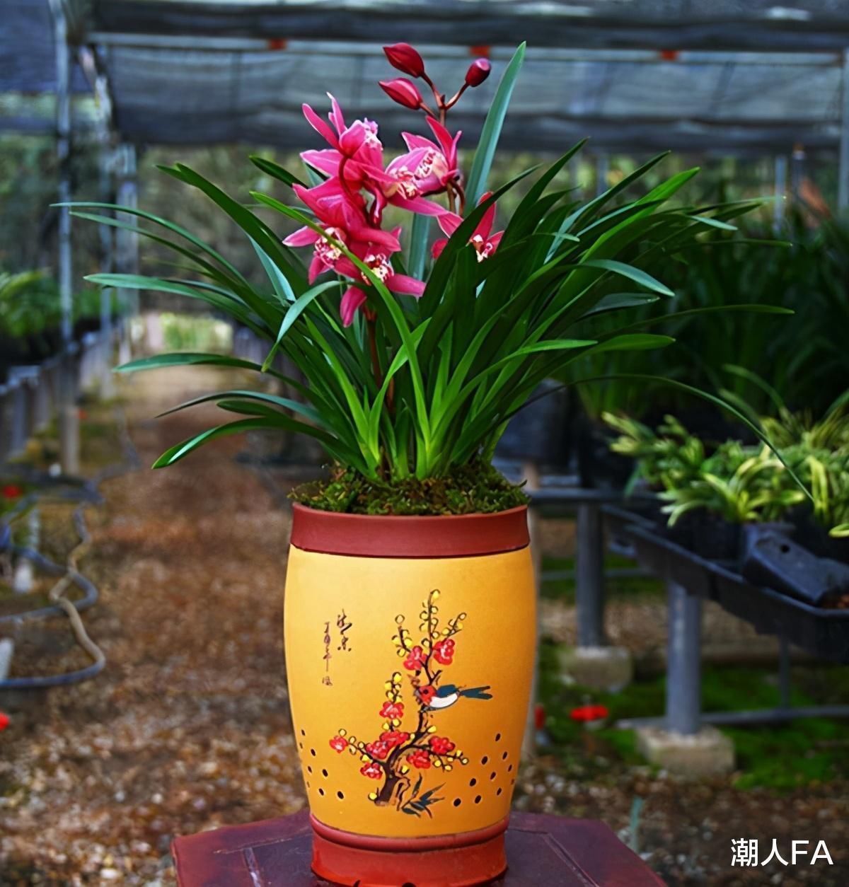 一季花|别养一季花了，此兰一年能开好几次，兰香浓郁，点亮你的阳台