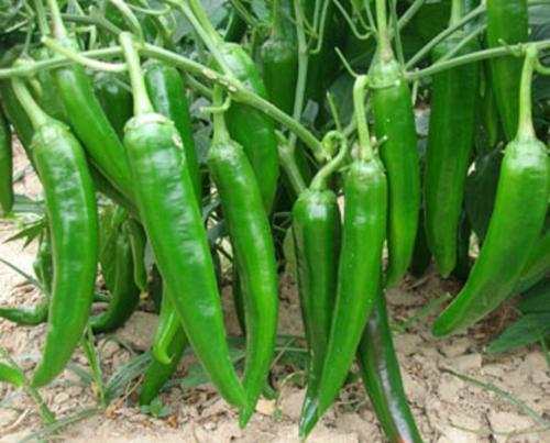 红润|女性不想老太快,每周吃3次,皱纹消失了,皮肤红润,子宫更干净