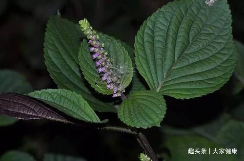 紫苏叶|一片小小紫苏叶，竟有治病大功效！学会7种祛病妙方，受益终生！