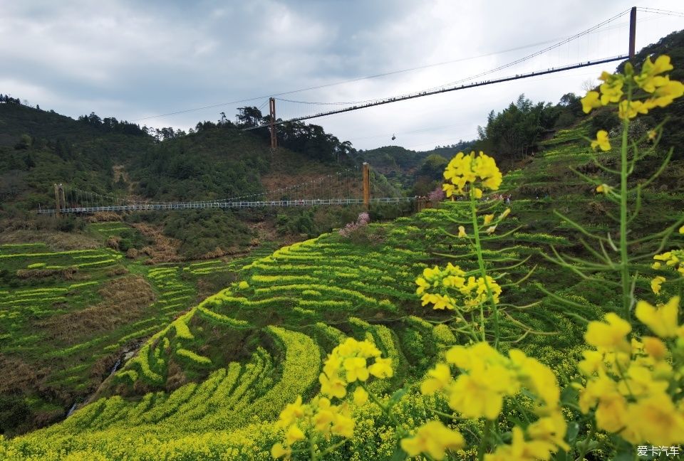 目睹那油菜绝美