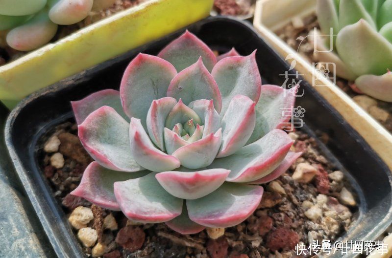 浇水|三伏天养多肉,要面临“3关”,闯过去美成仙肉,闯不过去收空盆