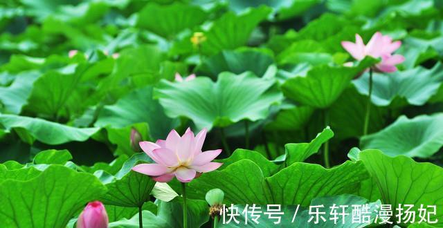 水八仙|大暑将至，用“水中人参”给孩子煲个汤，清凉消暑顺利度过伏天