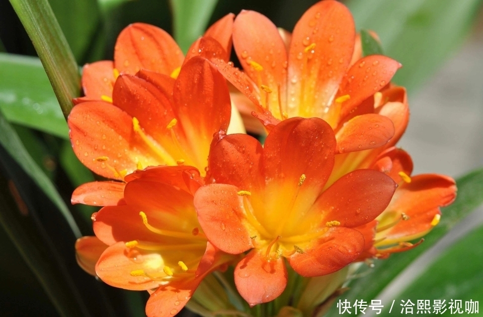 营养|君子兰谢花后,花箭修剪两绝招,营养回流复花率倍增,一直剪错了