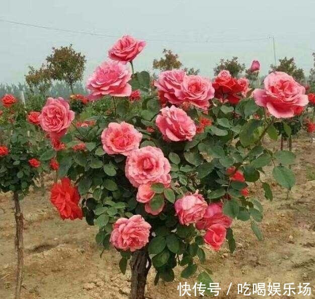 别养牡丹了，此花“我国第一美”，一年花开280天，美的不得了！