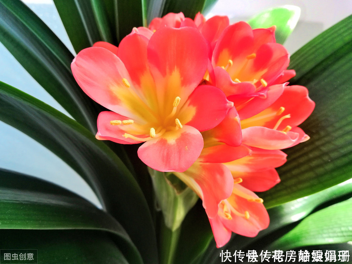 花中君子|叶纹深,品相好,年年花开,花中君子需要这么来养护