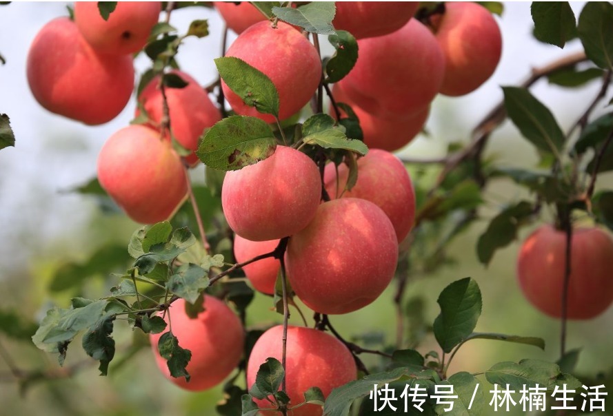 苹果|常吃苹果有益处，但你知道什么时候吃最好吗早知早受益