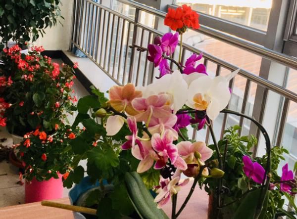 养花为什么要换盆，什么时候换盆，怎么换盆才合适？