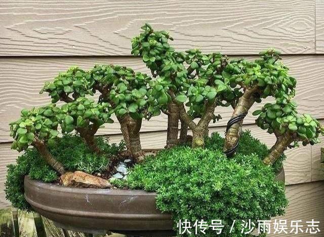 晶莹剔透|盆栽金枝玉叶,3个机遇把握住,叶片晶晶亮,长成昂贵的盆景