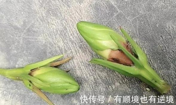 月季花杜鹃花栀子花总是养不活教你一招,连开3个月!
