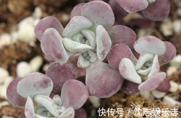 狗舌藤|喜欢三角梅,推荐试试优良品种“柠檬黄三角梅”,花开靓丽多姿!