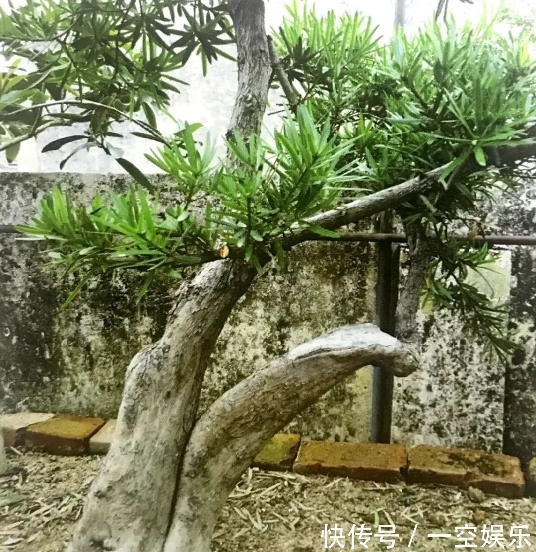 台友们|罗汉松芽接案例分享,台长教你玩出别出心裁的岭南盆景!