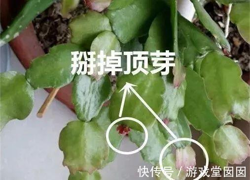 给花喷点它，叶片油绿茂密，花苞嘟噜噜冒出来