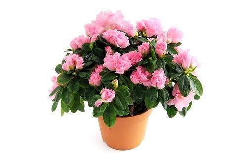 叶子|茶花和杜鹃花有“四怕三要”，弄清楚，叶子就不会发黄掉落了