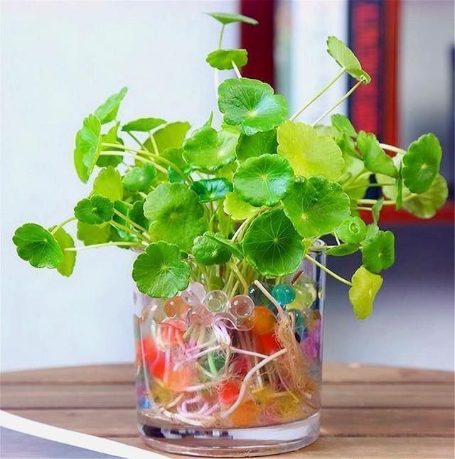 4种两栖花,不用土养的更棒,喷点水就花开满树丫