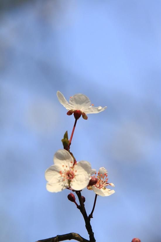 花港红叶李唯美绽放