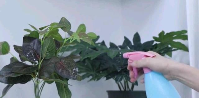 烂桃子一个都不能扔,放在家里太值钱了,下次别再扔掉,学学