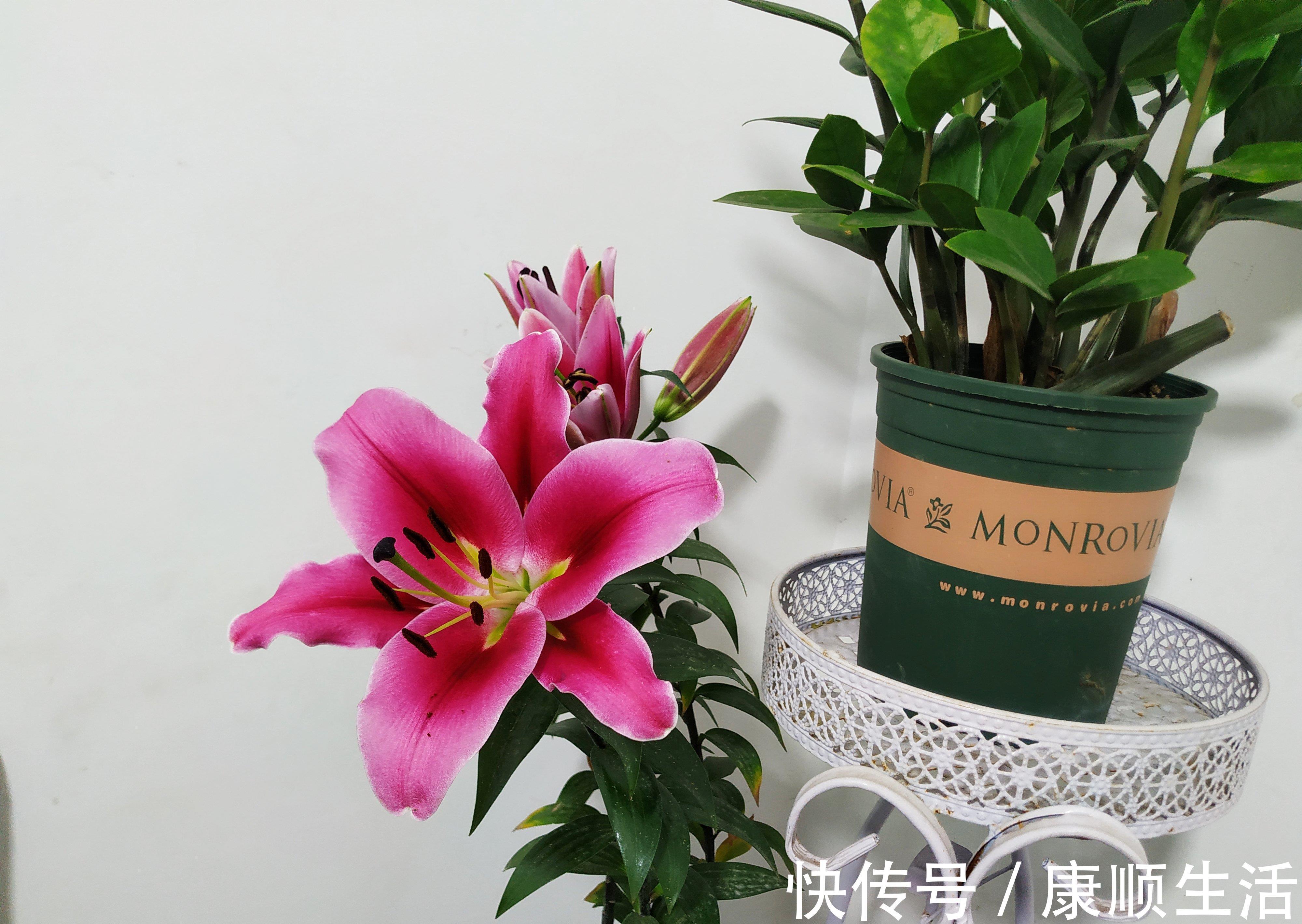 怪不得养花老是死,这些花都喜“酸水”,吃了酸不黄叶