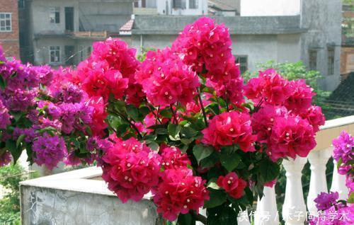 过冬|冬天养三角梅,了解掌握3个要点,安全过冬,长成繁花小老桩!