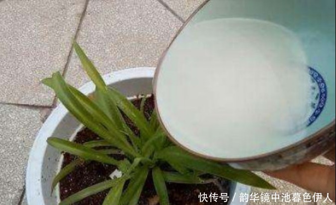 原来把酵母粉放到淘米水里,可以解决男人和女人这一难题,都学学