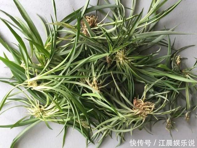 吊兰|出门最容易“捡到”的5种花,拿回家剪几刀,不花钱成好看盆栽