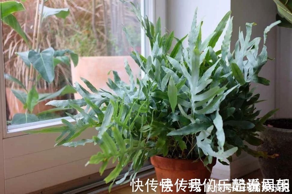 室内观叶|最适合卧室摆放的9种植物,清新素雅,安全无毒,还特好养活