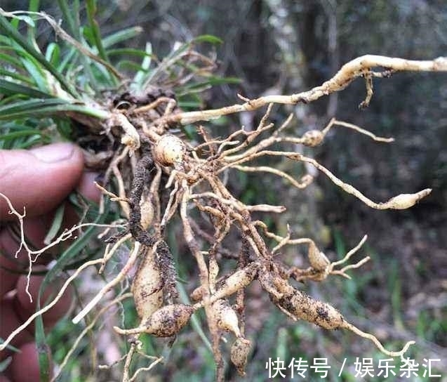 养神芝#这植物,被鬼谷子誉为“养神芝”,是安神润肺的良药,遇到别错过
