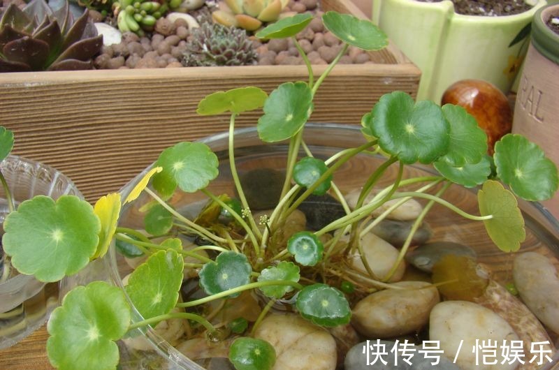 铜钱草黄叶先别扔,取出来重新栽,没有土照样生根窜芽!