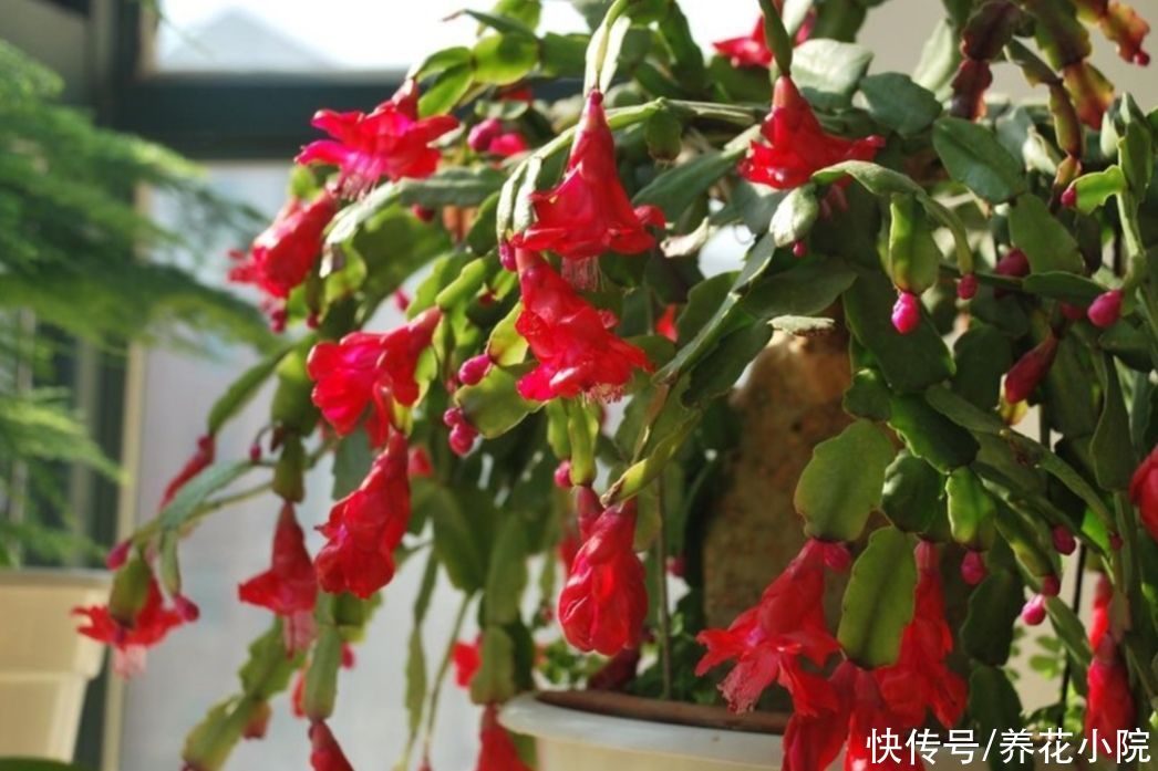 种花|夏天别买6种花，天热就休眠，太不好养