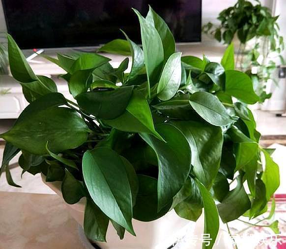 浇水|养绿萝,记住养护“方法”,轻松爬满墙,净化空气效果一级棒