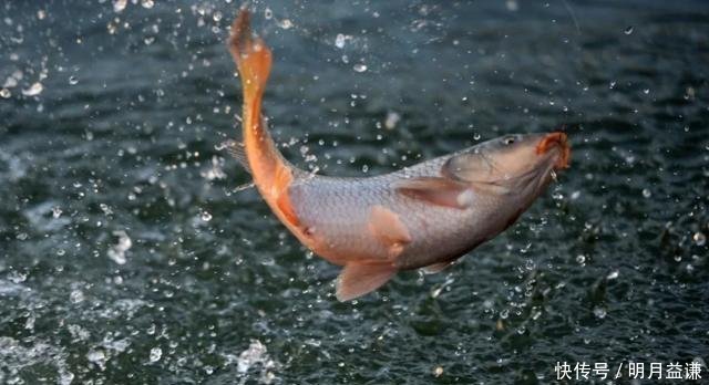 鲫鱼|钓大鱼的酵香玉米饵料,专攻鲤鱼草鱼兼钓鲫鱼,做窝挂钩都好用