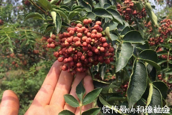 惊喜|花椒对你来说只能吃？学会用花椒做3件事，以下惊喜让你乐开怀！