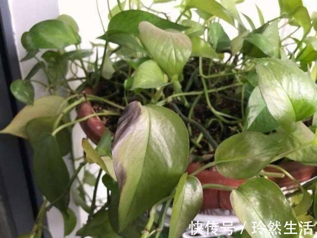 花草|不想让家里人常生病，家里就不要堆积这3样东西，不少人都中招了