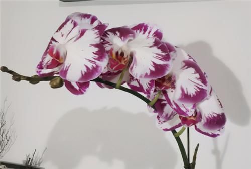  生长|1种兰花不娇气，家里养一盆，串串花朵开不停，喜庆又大气