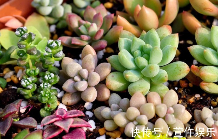 多肉植物想养好,记住黄金浇水法,想爆盆也不难