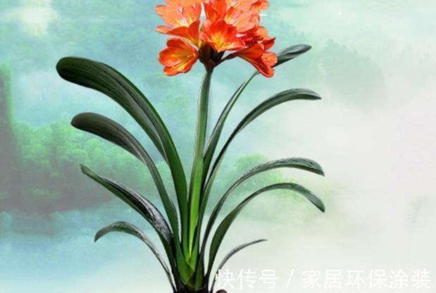 浇水|这些花卉夏天正在休眠,就怕三件事做错了,要及时纠正