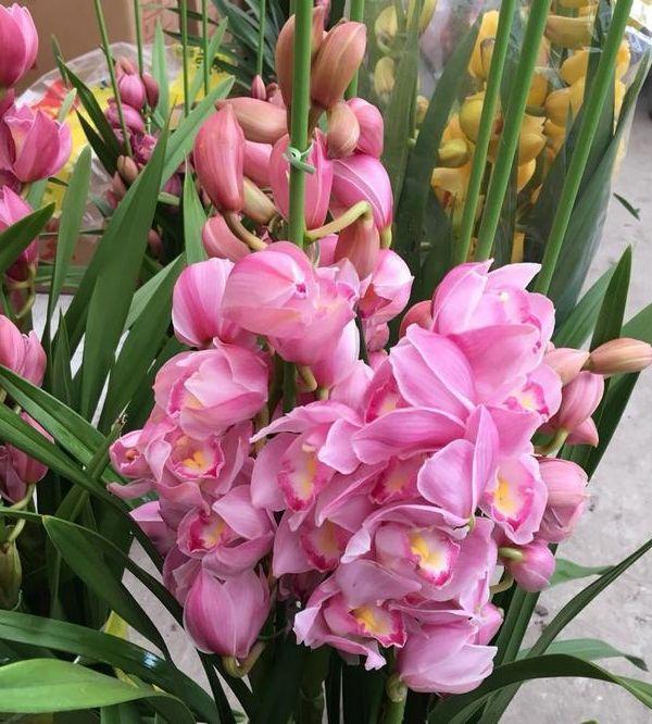 阳台就养几种花,花期长花量大,一盆千百朵,枝头花苞满