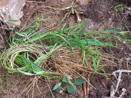农村|农村一种野草,蛇见到掉头,药用价值高,治疗胃痛有奇效,了解下