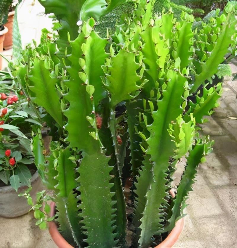 客厅养花,当选两种“旺运花”,寓意好不说,关键还好养