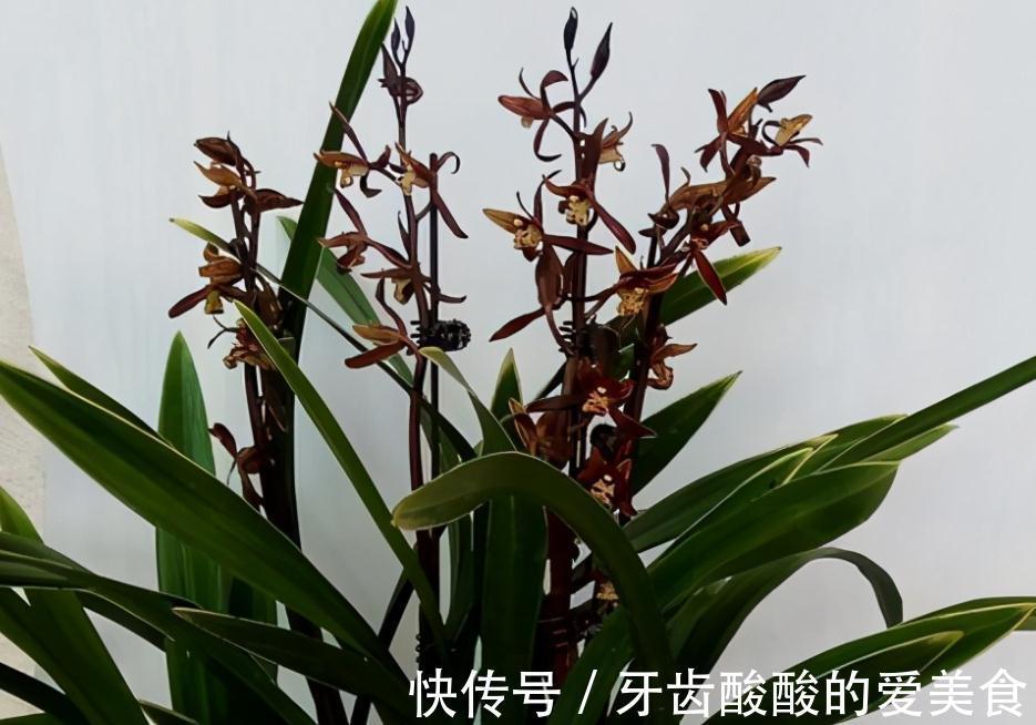 墨兰盆栽能在室内养吗?该怎么呵护好?