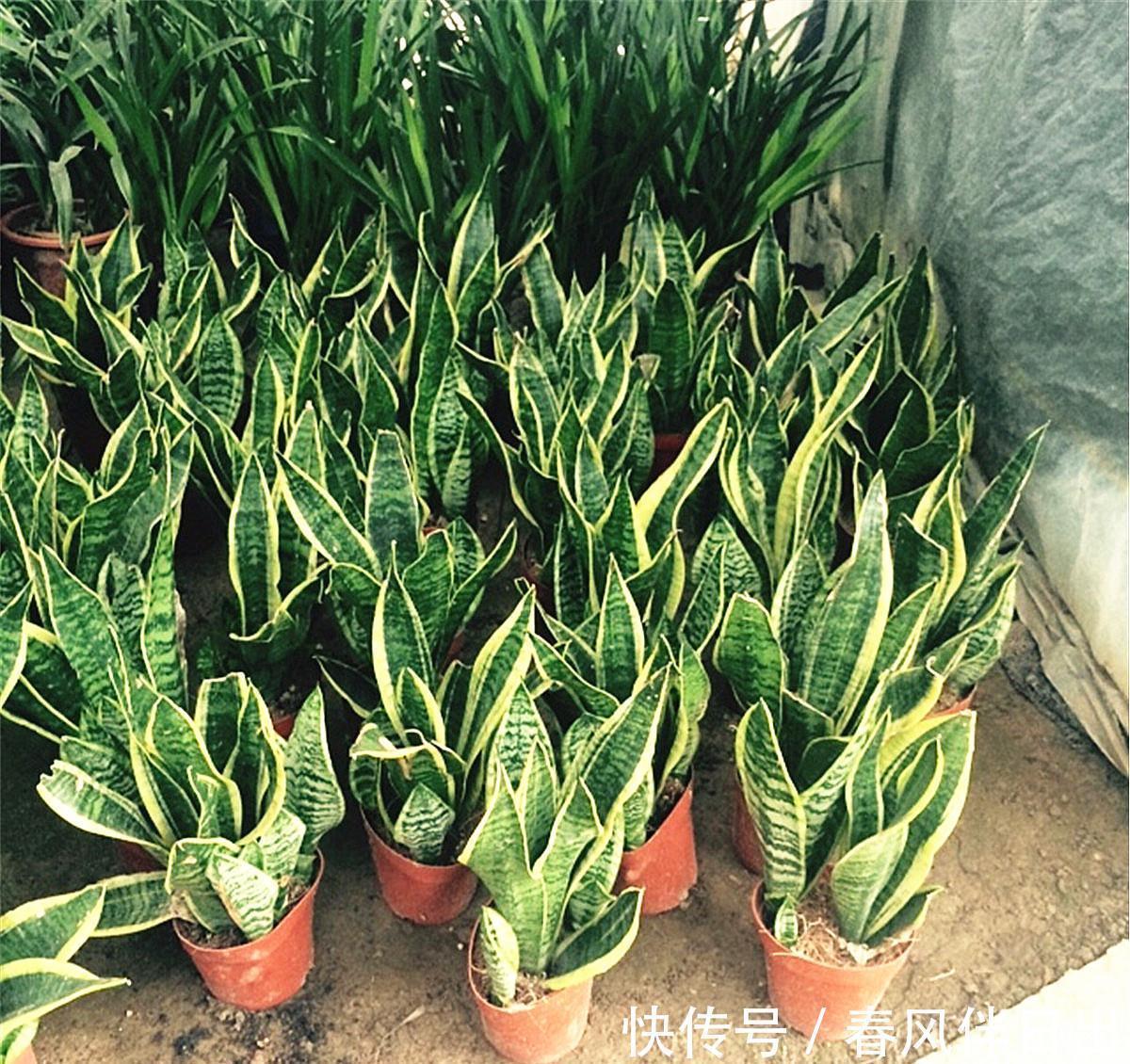 叶片|这个4原因让虎皮兰叶子变软,一波反向操作,恢复虎虎生威