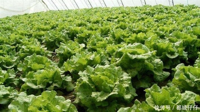 莴苣素|农民在种植生菜时,这些原因会使生菜的口感发苦