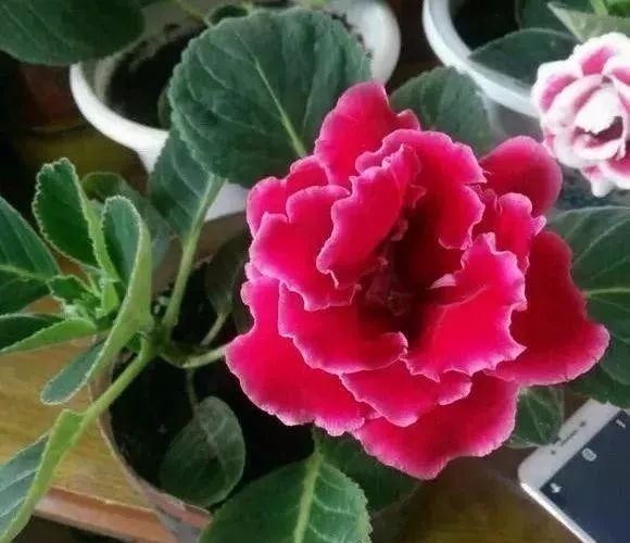 叶面|这些花草不要往叶面上喷水,否则只剩下花盆