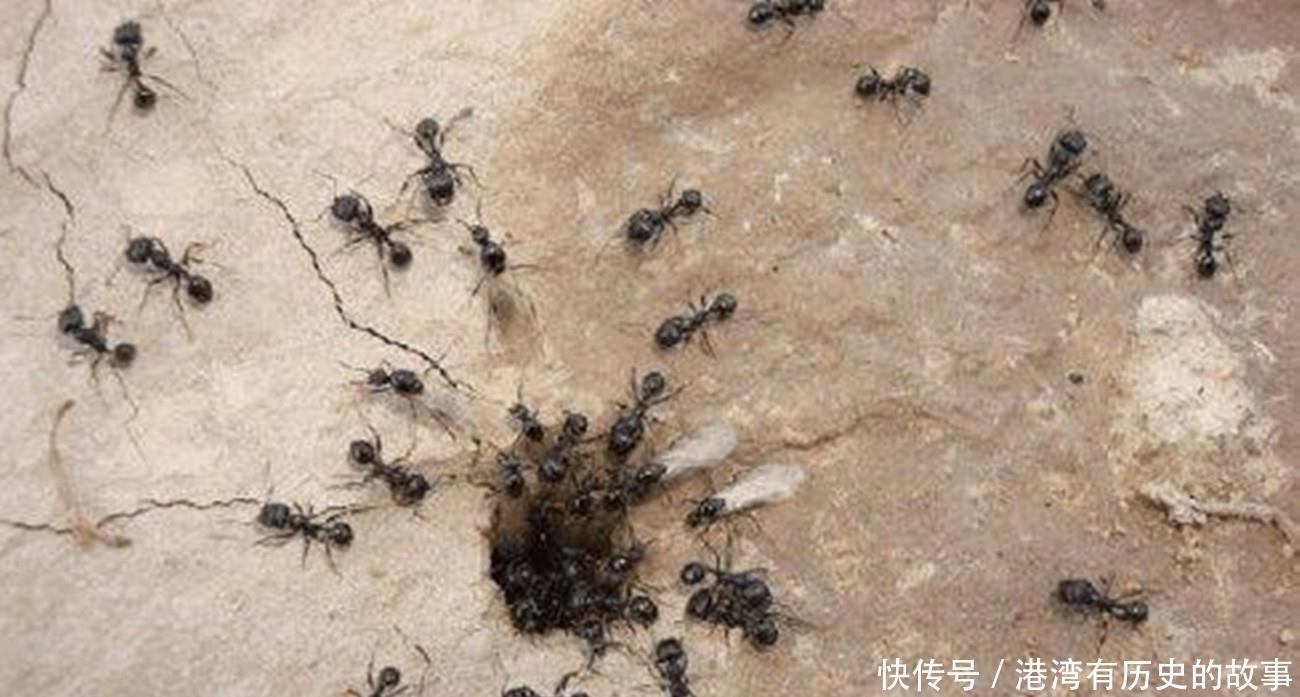 清朝|清朝将领发现一群蚂蚁,马上下令撤退!结果救了全军将士!