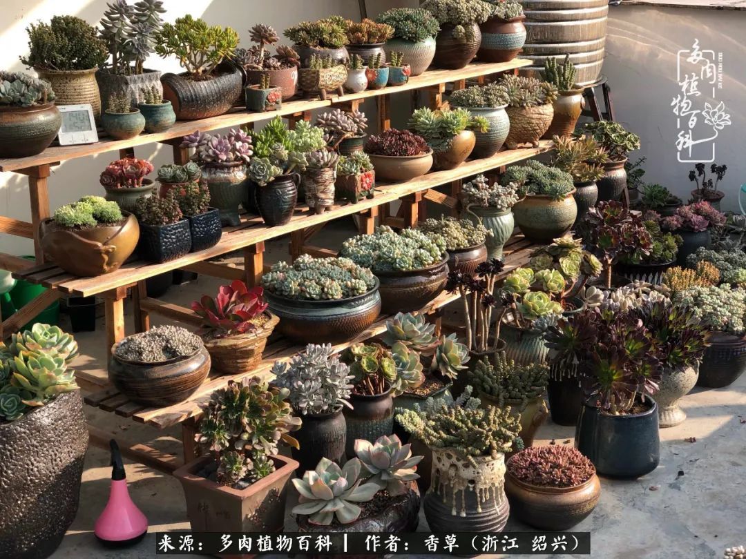 阳台上的一亩三分地,我愿与你一起,与时光媲美!